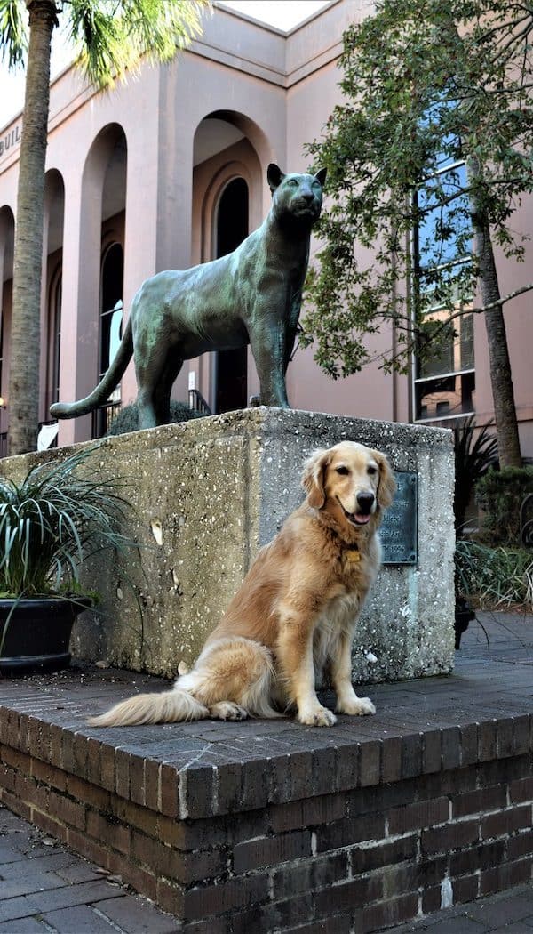 Honey, a golden retriever, poses with her cat on the campus of the University of Charleston.