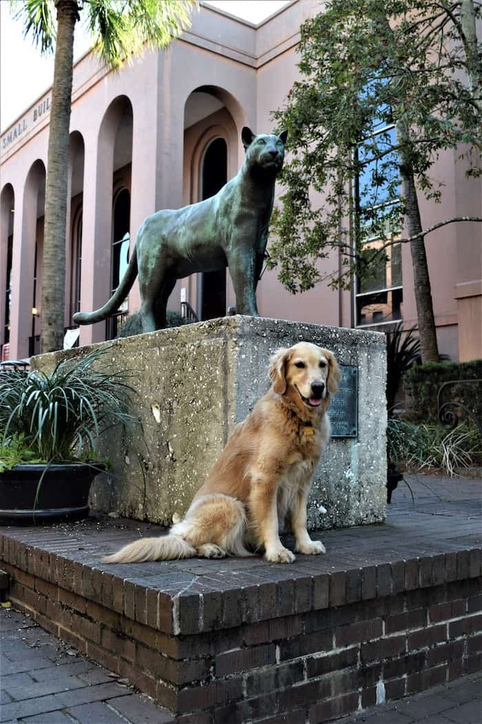 Honey the golden retriever poses with the cat on the College of Charleston campus.