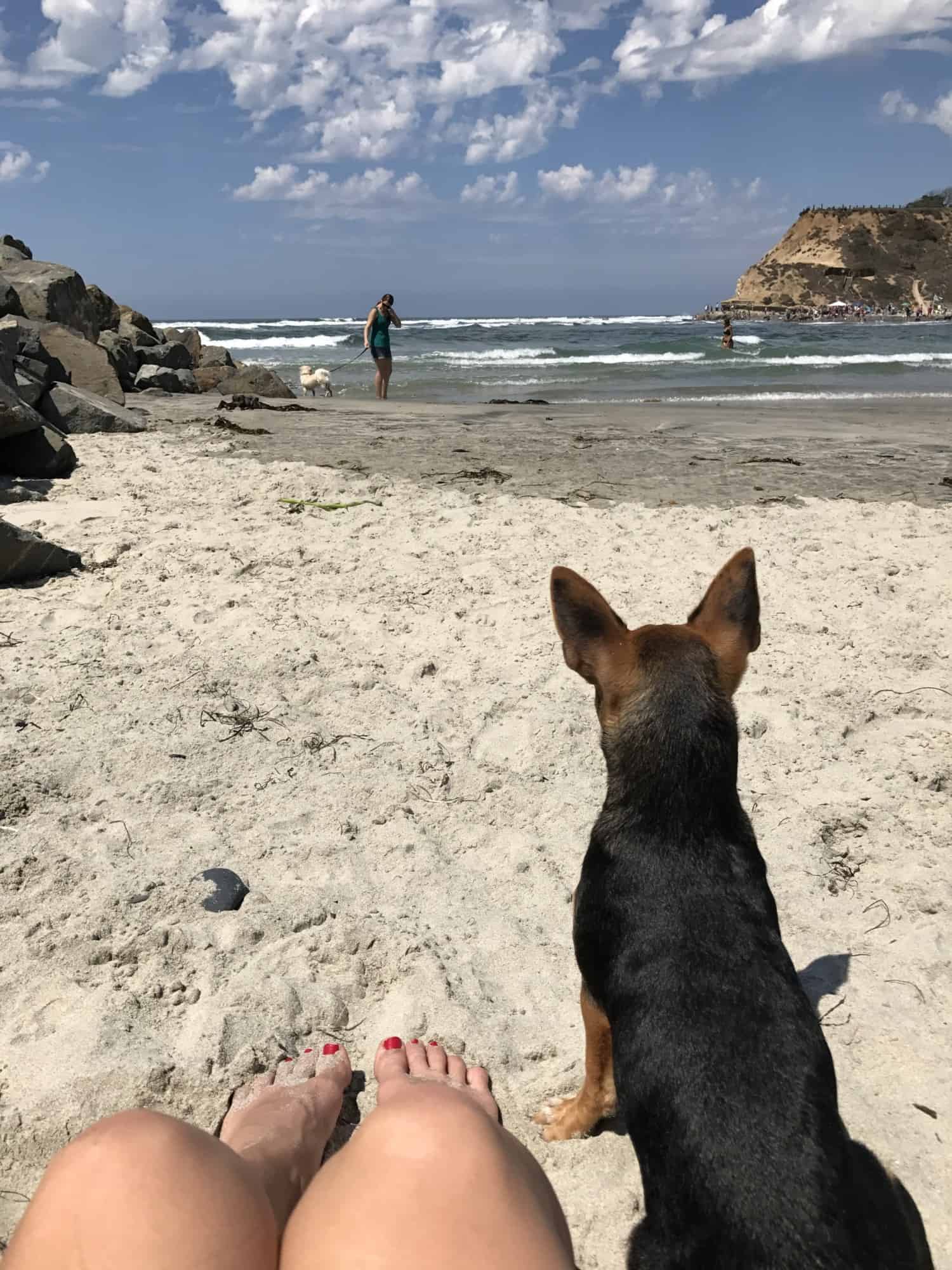 Does La Jolla Beach Allow Dogs