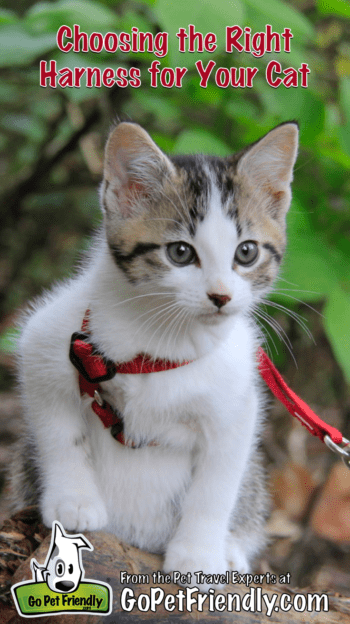 Choosing the Right Harness for Your Cat | GoPetFriendly.com