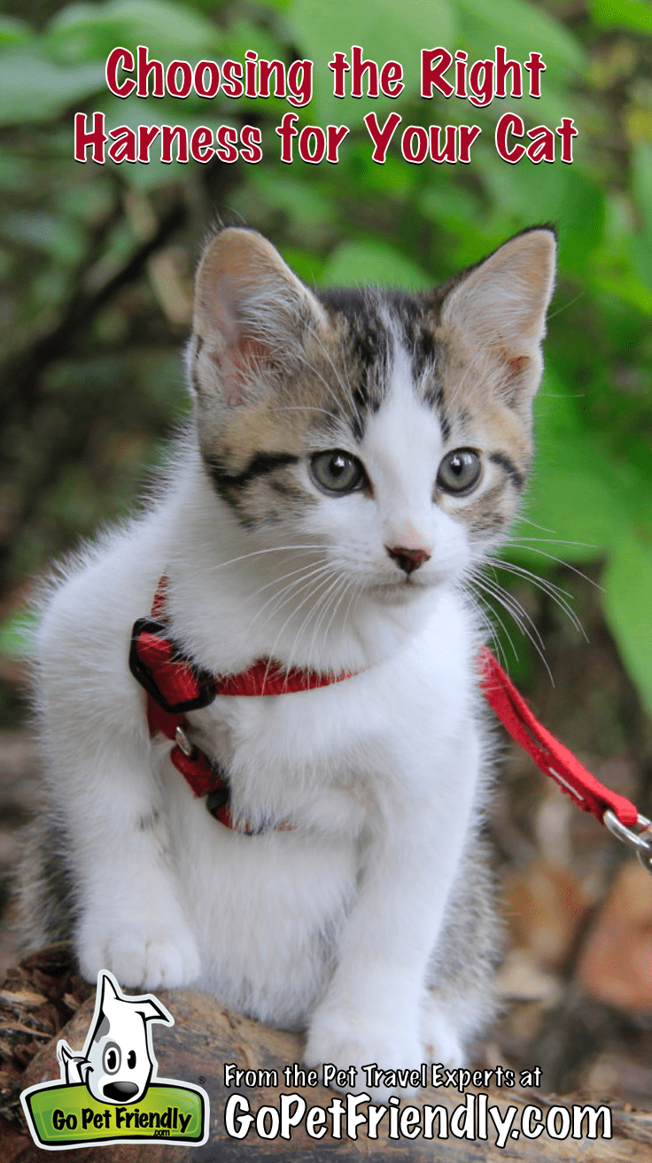 Kitten chips on a log wearing a red cat harness