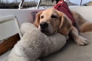 Honey the golden retriever stays home on the boat. | GoPetFriendly.com
