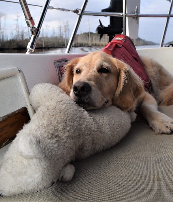 Honey the golden retriever stays home on the boat.