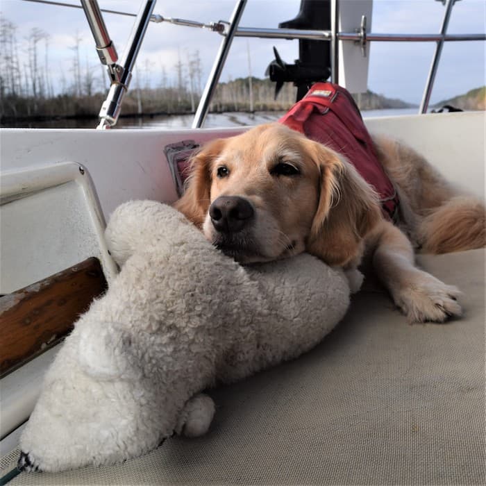 Honey the golden retriever stays home on the boat. | GoPetFriendly.com