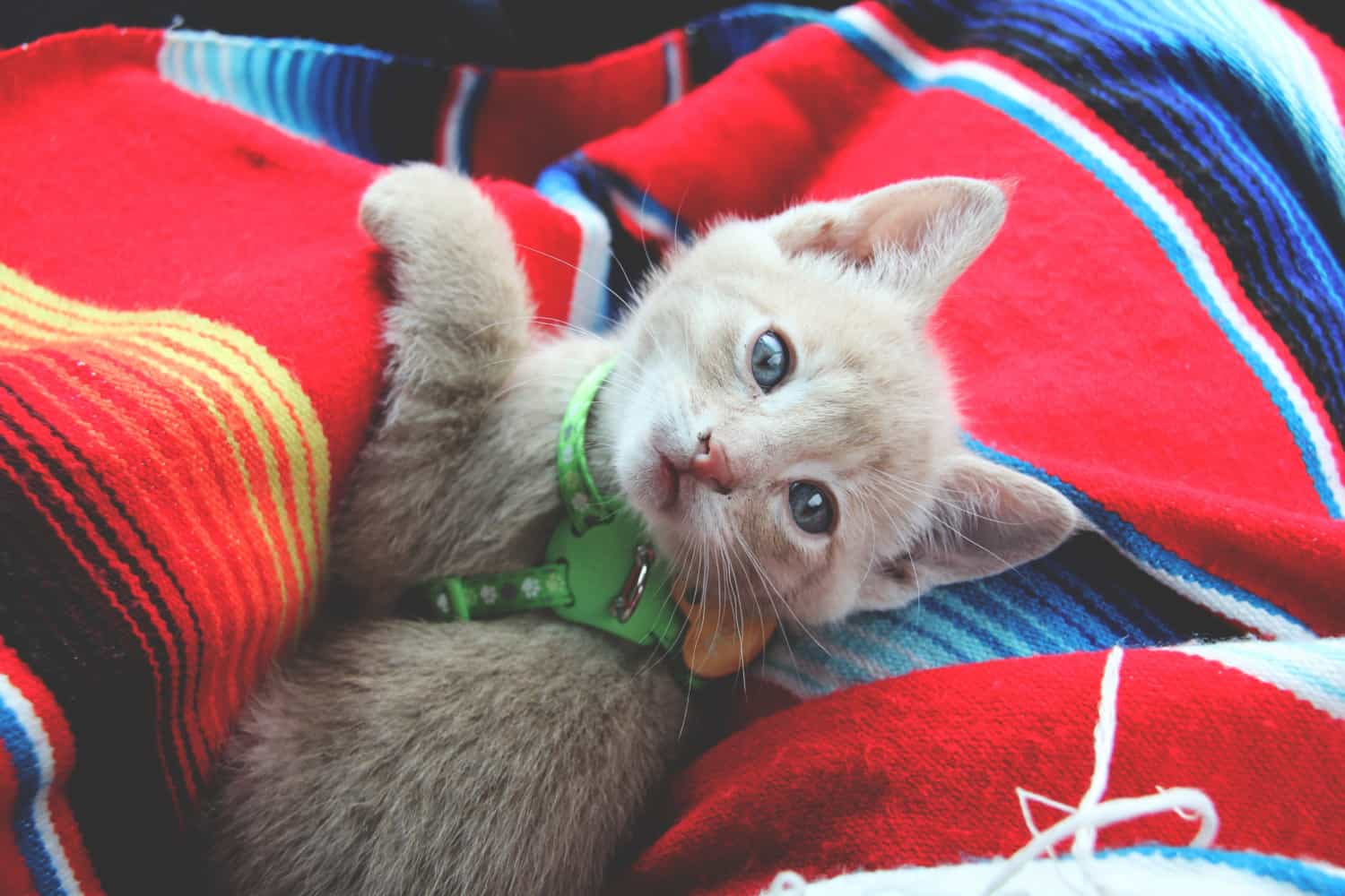 Fishing kittens on a red blanket wearing a green cat harness