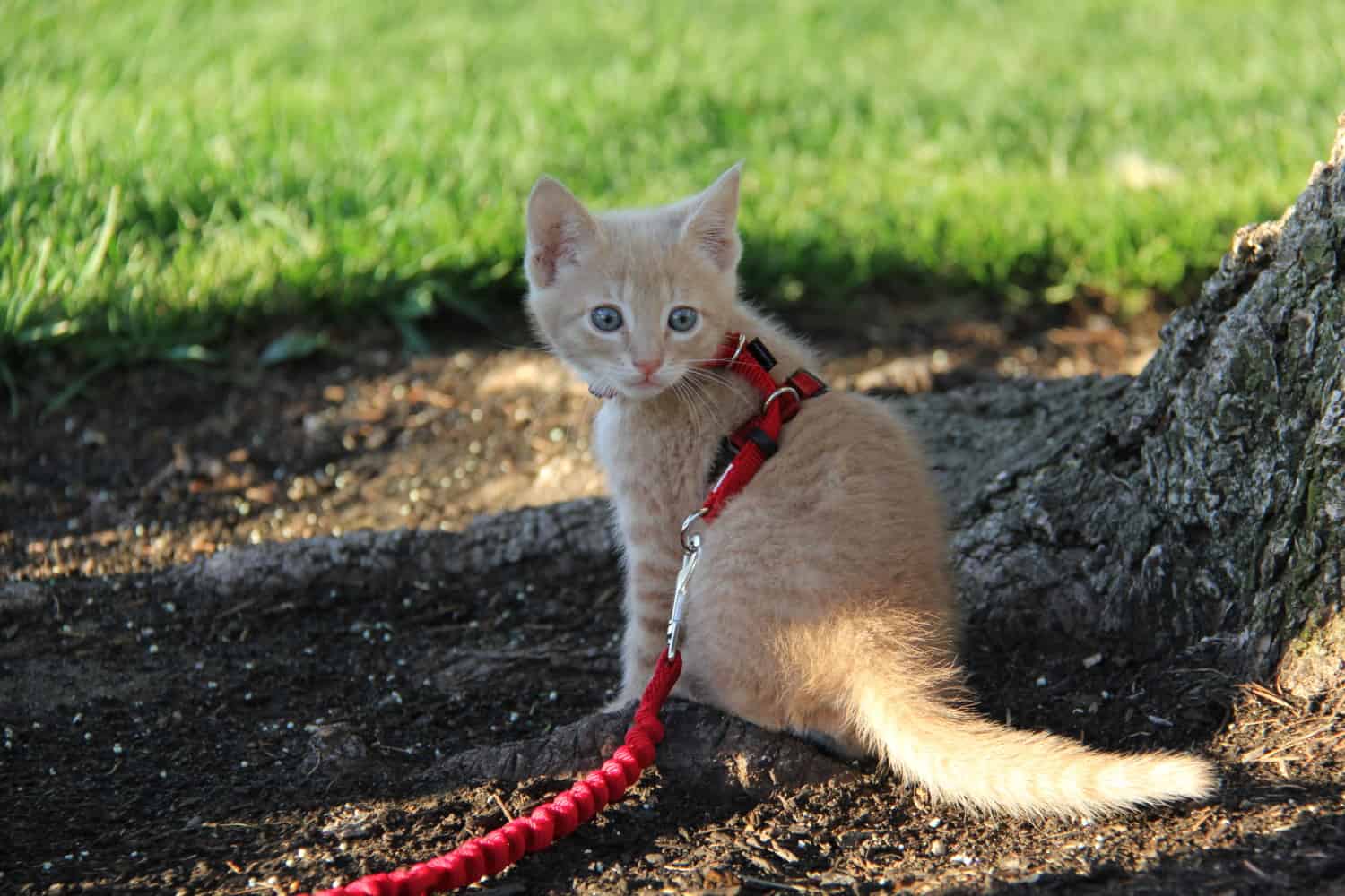 Fish the orange kitten at the foot of a tree in his red cat harness