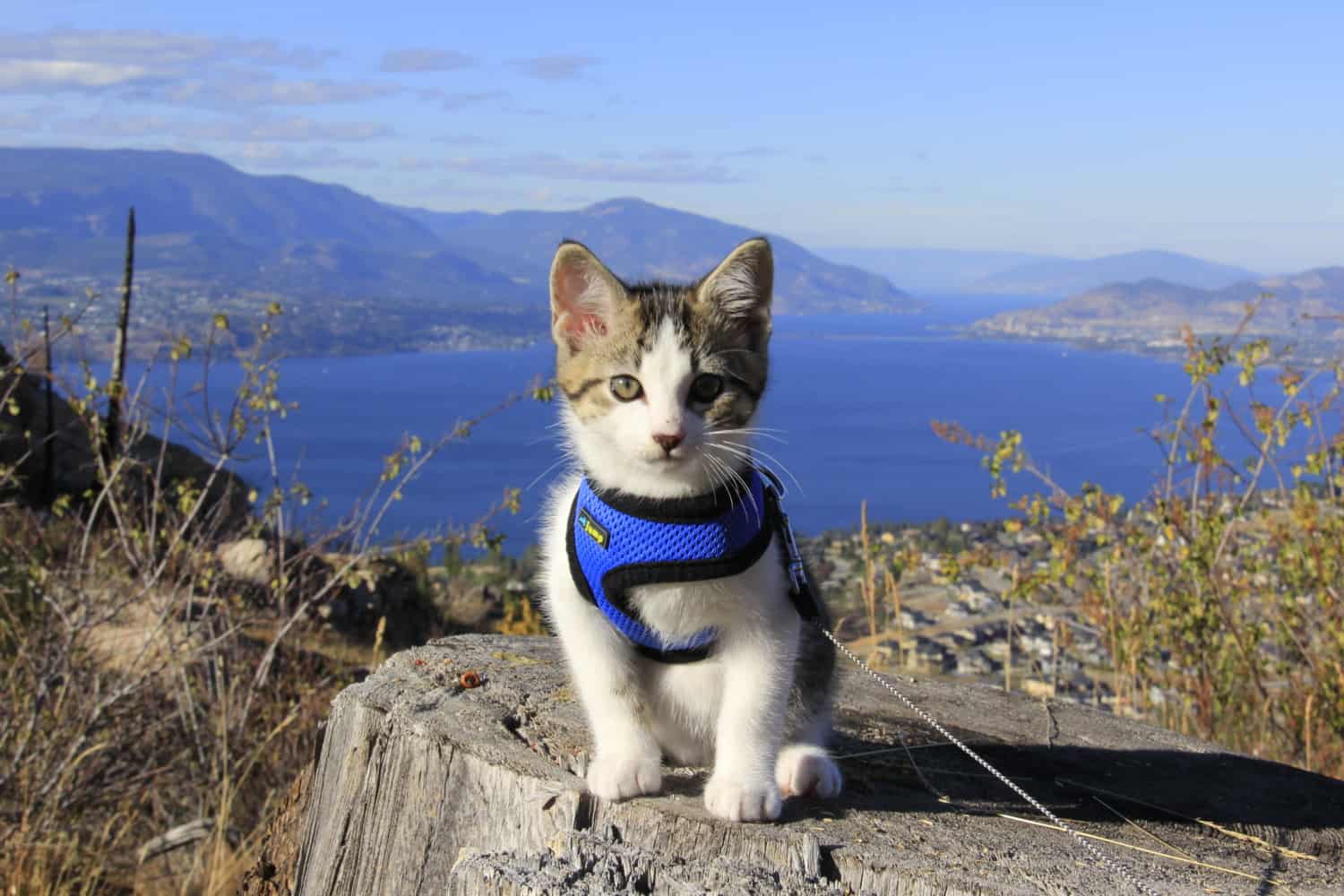 Tips for Traveling to Canada with Your Cat