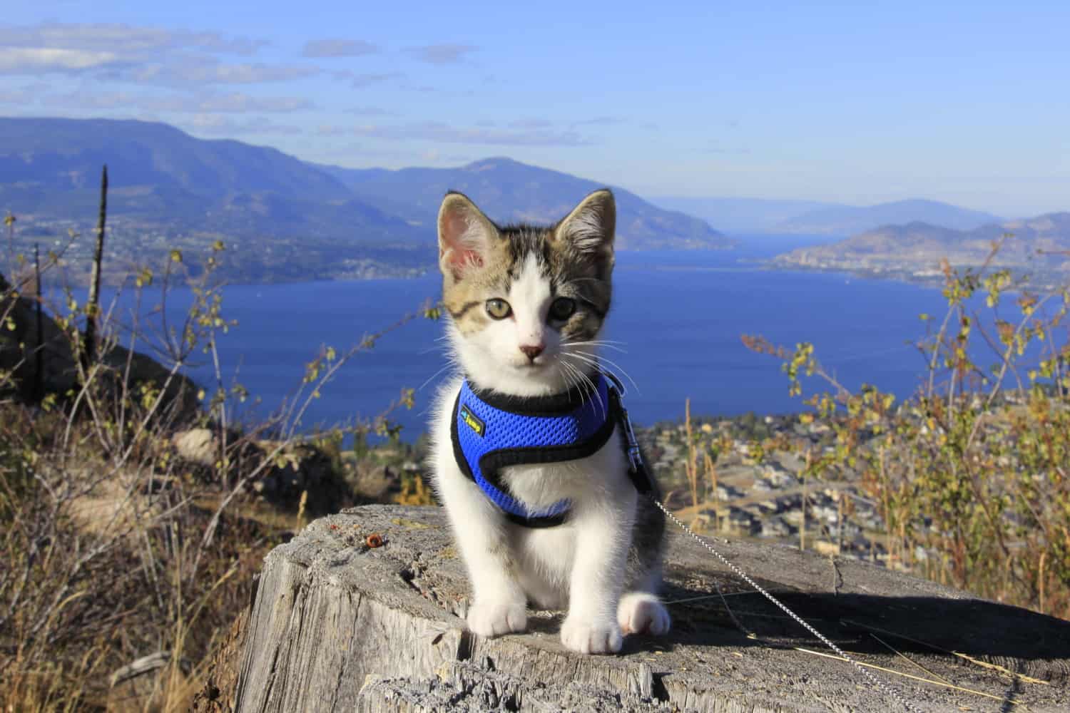 Choose the right harness for your cat