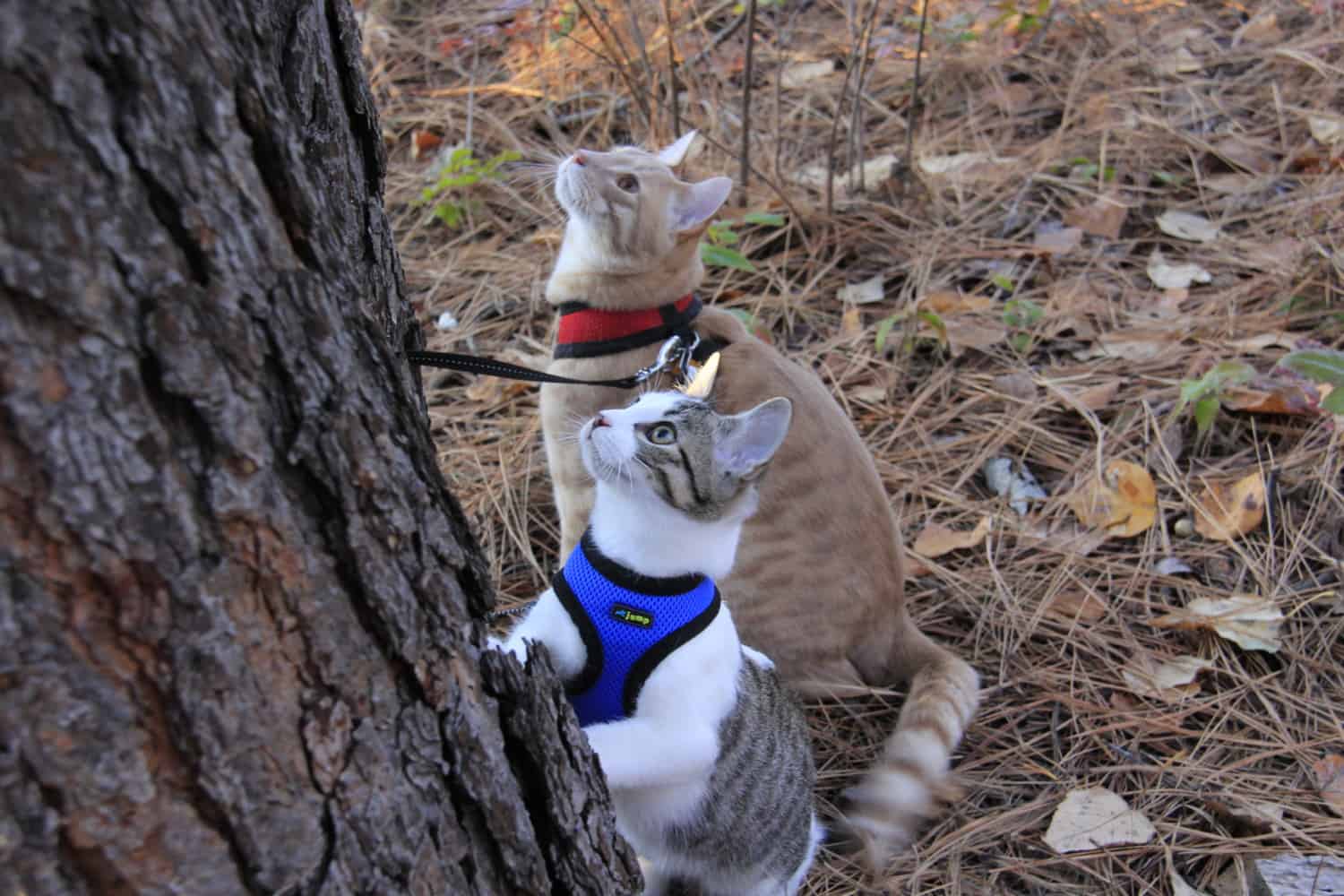 Fish and Chips wearing vest style harnesses