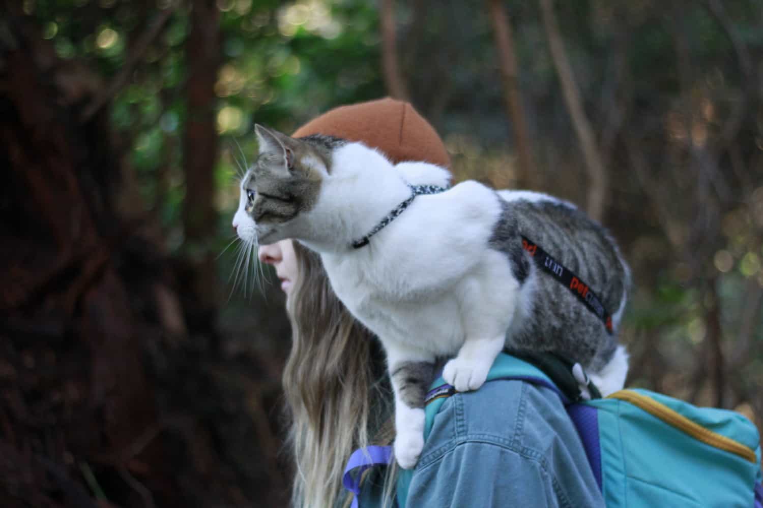 Chips the cat perched on a woman's shoulder wearing an H-style cat harness