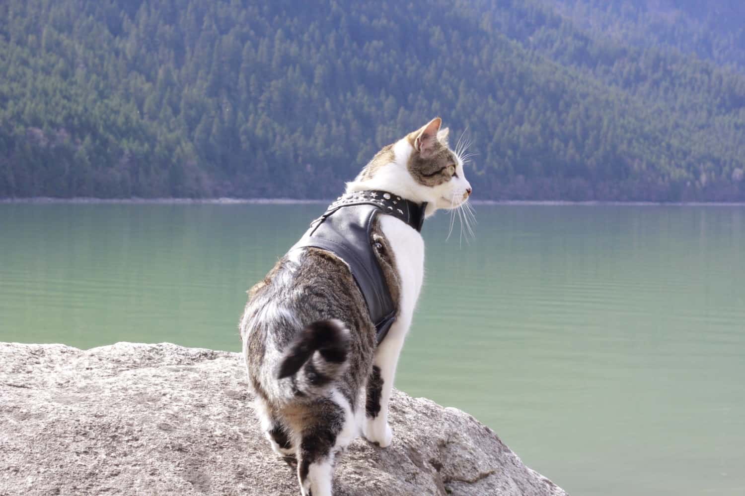 Chips in his leather biker jacket kitty harness