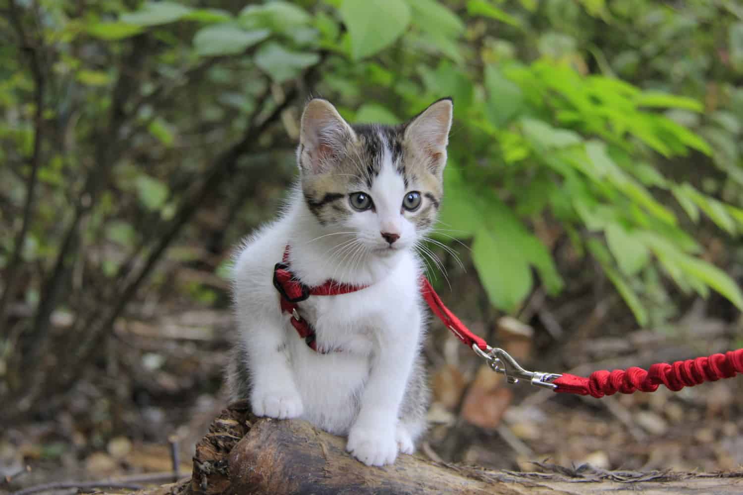 Chips the grey kitten on a log in his red cat harness