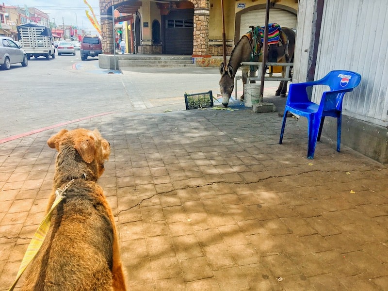 Traveling with Your Dog to Mexico | GoPetFriendly.com