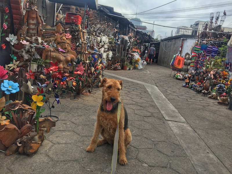 New Rules For Traveling To Mexico With A Dog