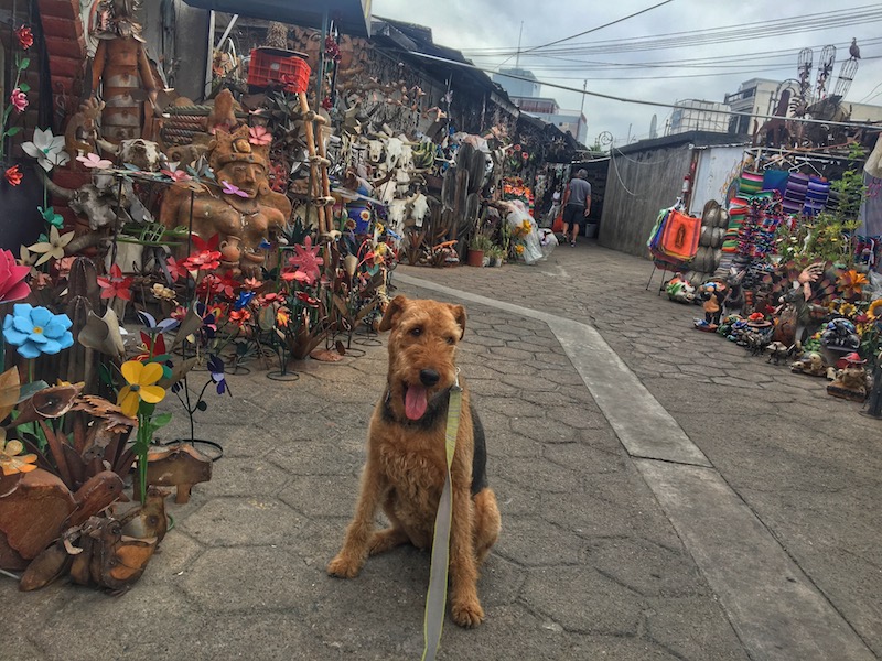 can you cross the mexican border with a dog