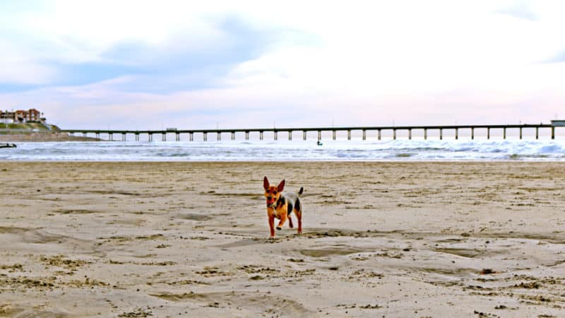 Top Dog Beaches in San Diego | GoPetFriendly.com