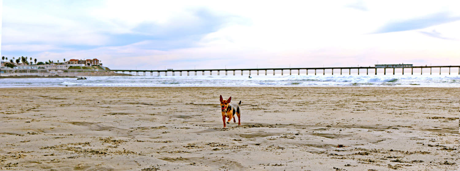 what beaches allow dogs in san diego