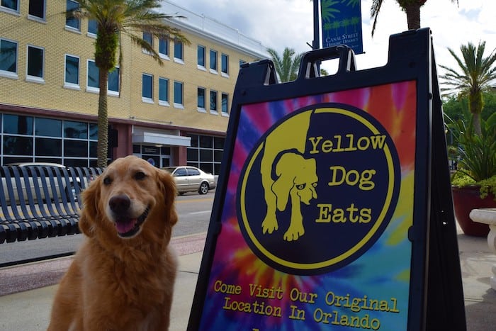 Honey the golden retriever at Yellow Dog Eats in New Smyrna Beach.