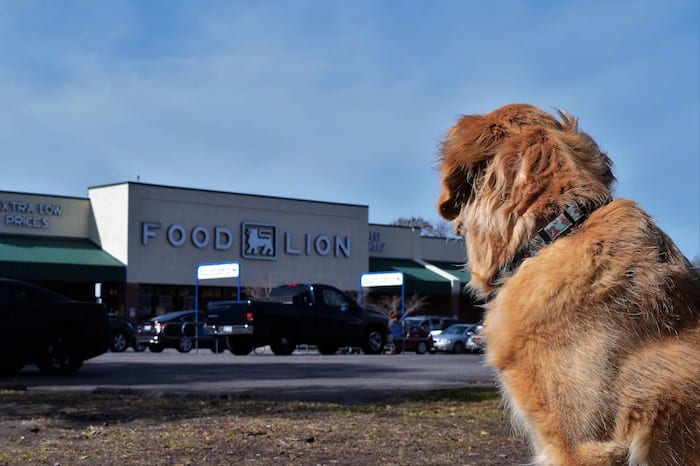 Honey, a golden retriever, waits outside a grocery store in Charleston.