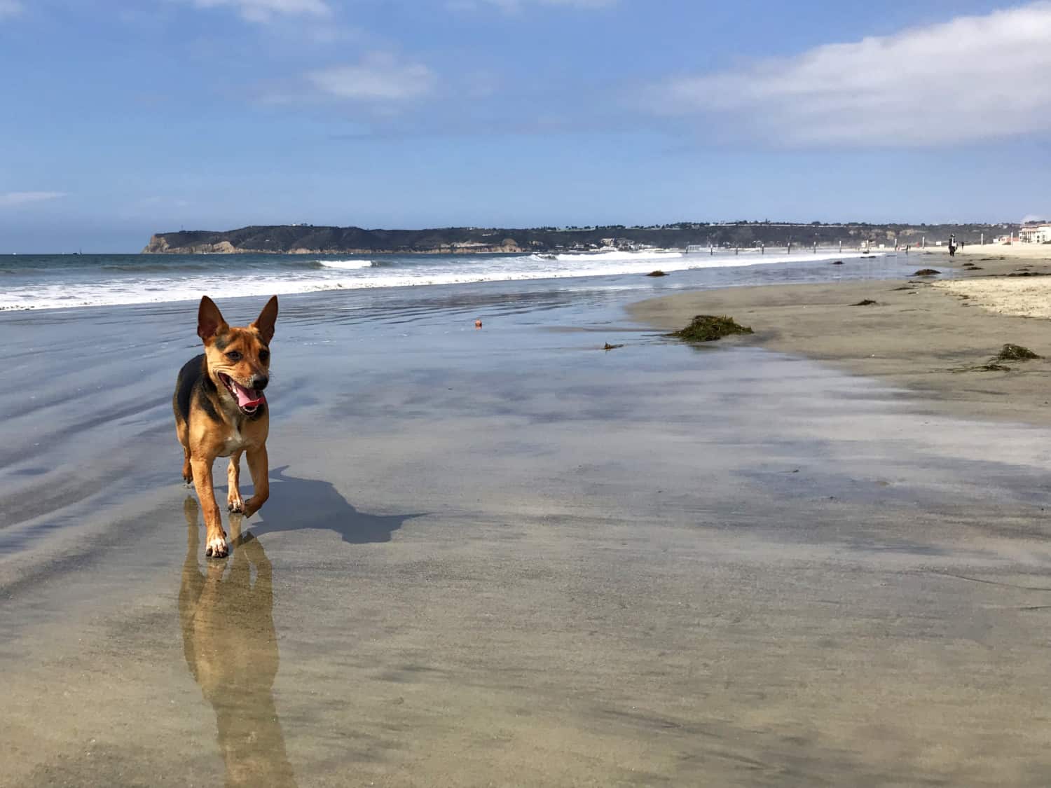 what beaches allow dogs in san diego