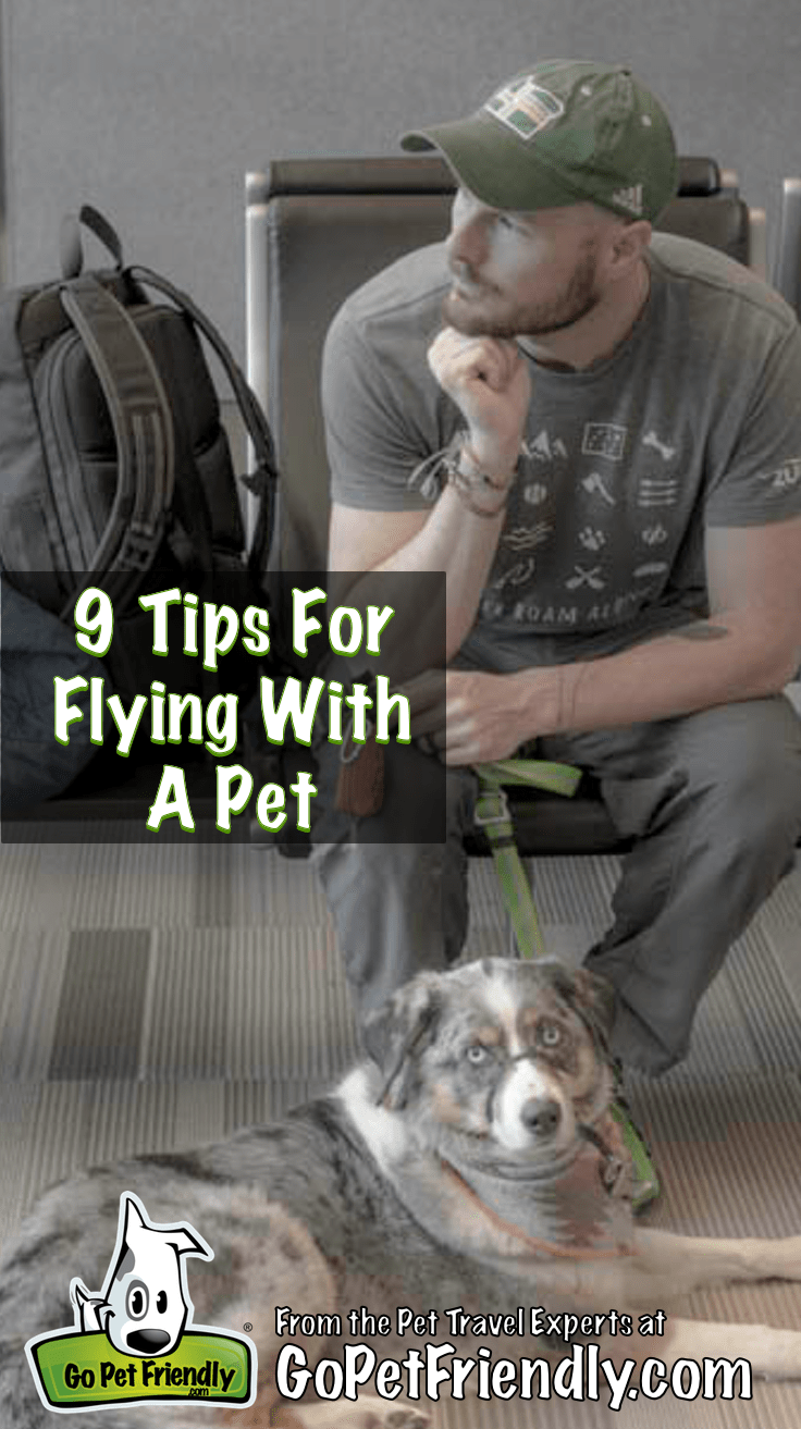 9 Tips for Flying with a Pet | GoPetFriendly.com