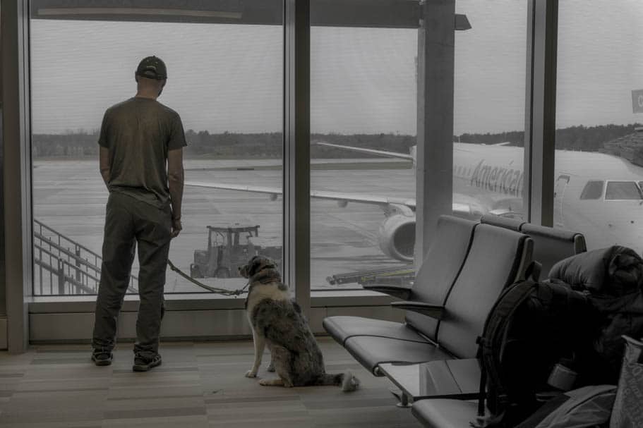 9 Tips for Flying with a Pet | GoPetFriendly.com