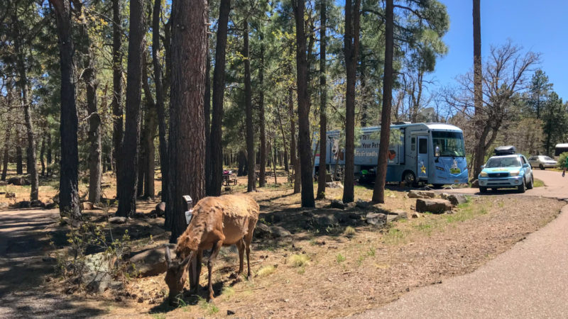 Aspen Campground Review - Apache-Sitgreaves National Forest, Arizona | GoPetFriendly.com