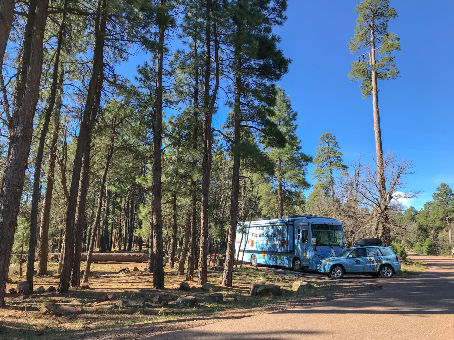 Aspen Campground Review - Apache-Sitgreaves National Forest, Arizona | GoPetFriendly.com