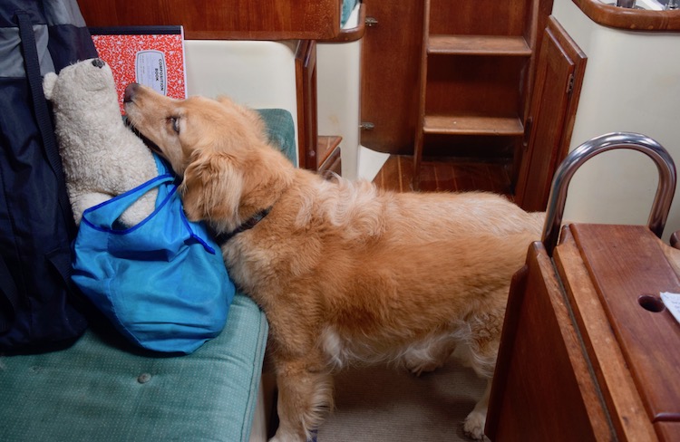 Honey finds her stuffed bear in a bag.