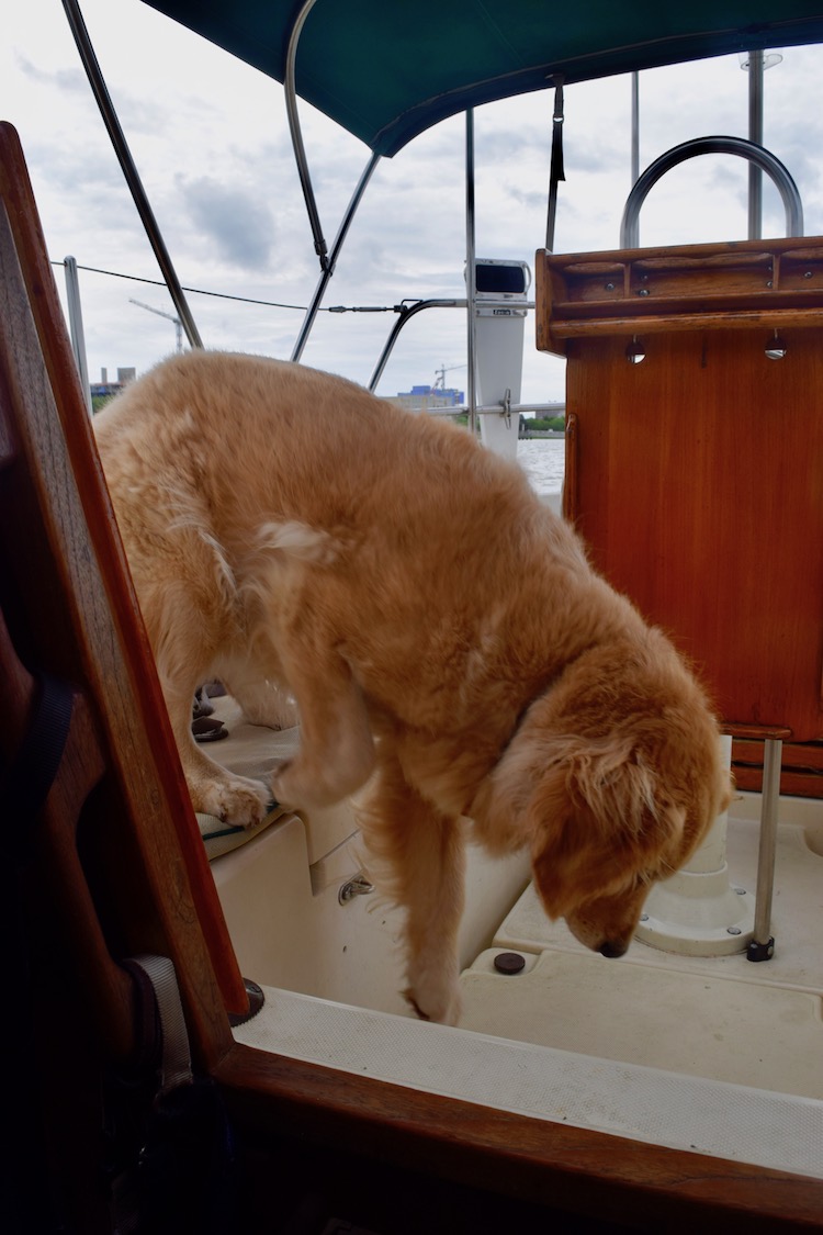Honey the golden retriever jumps down in the cockpit.