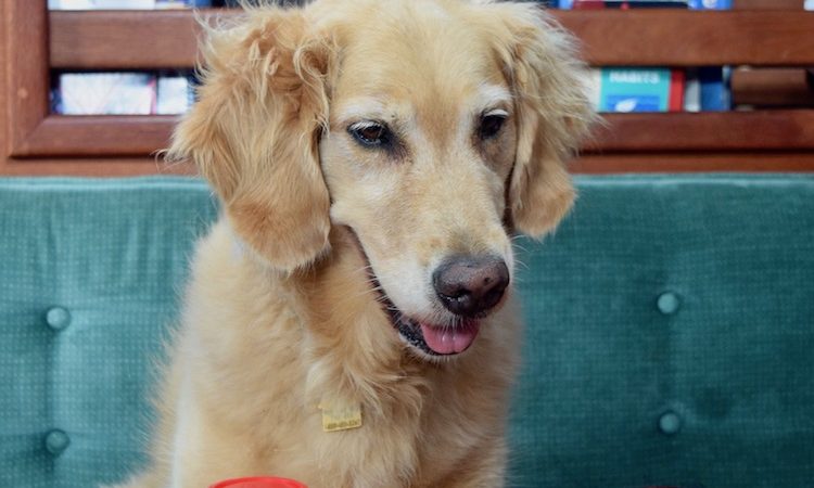 11 Ways To Tire Out A Dog In A Small Space