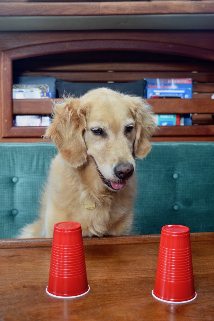 Honey the golden retriever tries to figure out which cup is hiding her treat.