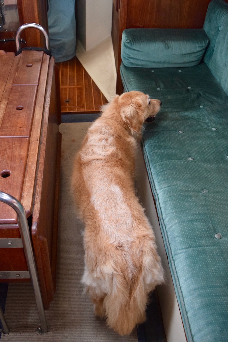 Honey is unable to turn around in the narrow aisle of the sailboat.