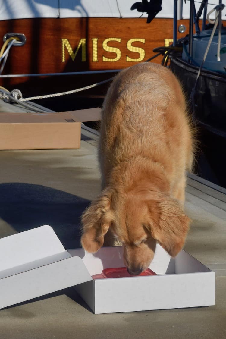 Honey the golden retriever plays nose work games.