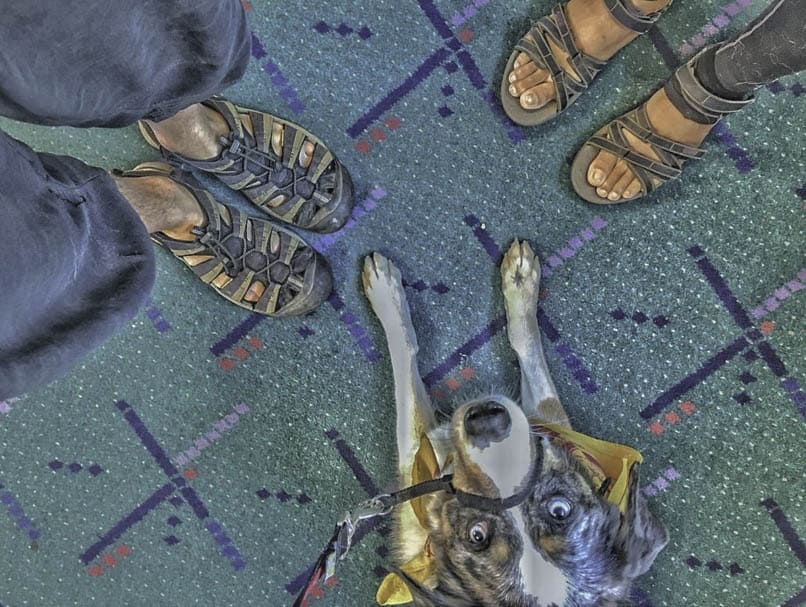 Dog on airport floor with feet.