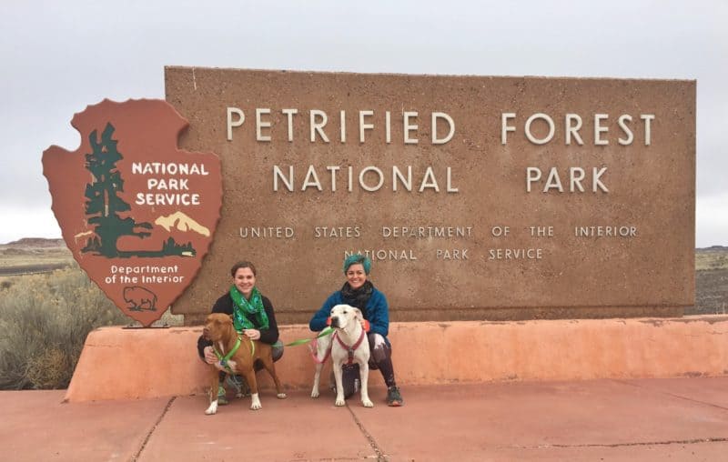 are dogs allowed in petrified forest