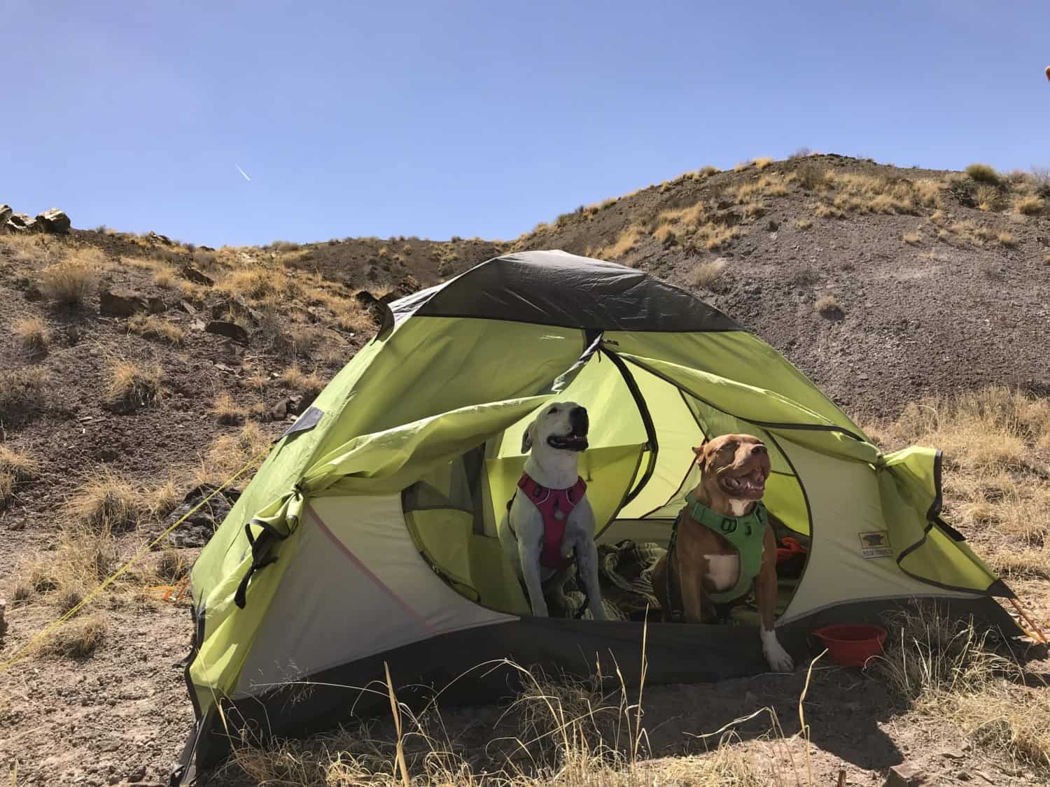 Petrified Forest National Park Is Truly Pet Friendly | GoPetFriendly.com