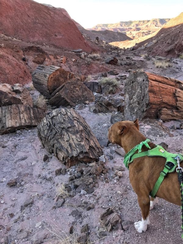 Petrified Forest National Park Is Truly Pet Friendly | GoPetFriendly.com