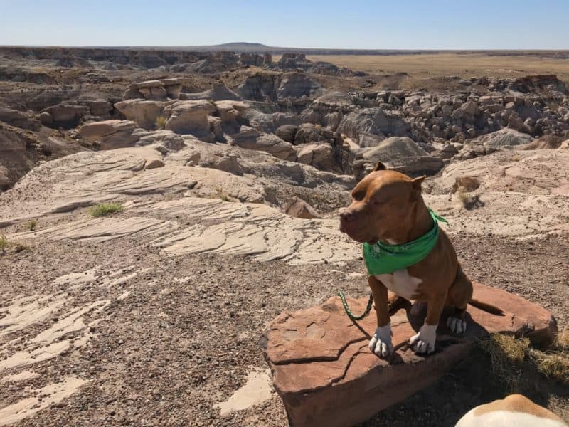 are dogs allowed in petrified forest