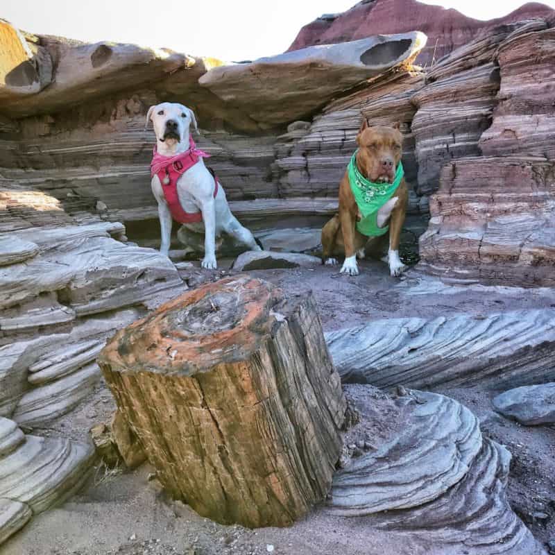 are dogs allowed in petrified forest