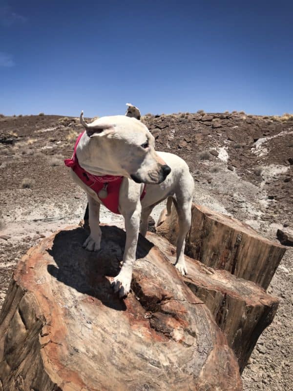 Petrified Forest National Park Is Truly Pet Friendly | GoPetFriendly.com