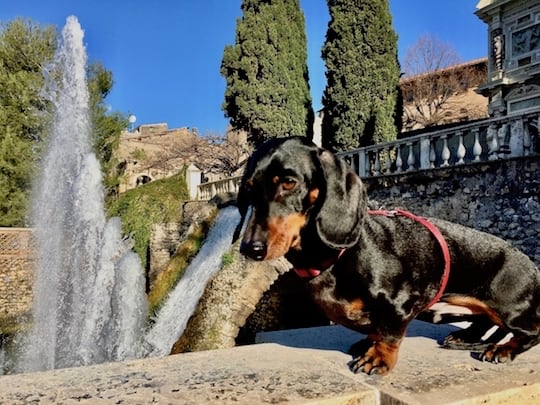 Visiting Italy's Villa d'Este With A Dog | GoPetFriendly.com