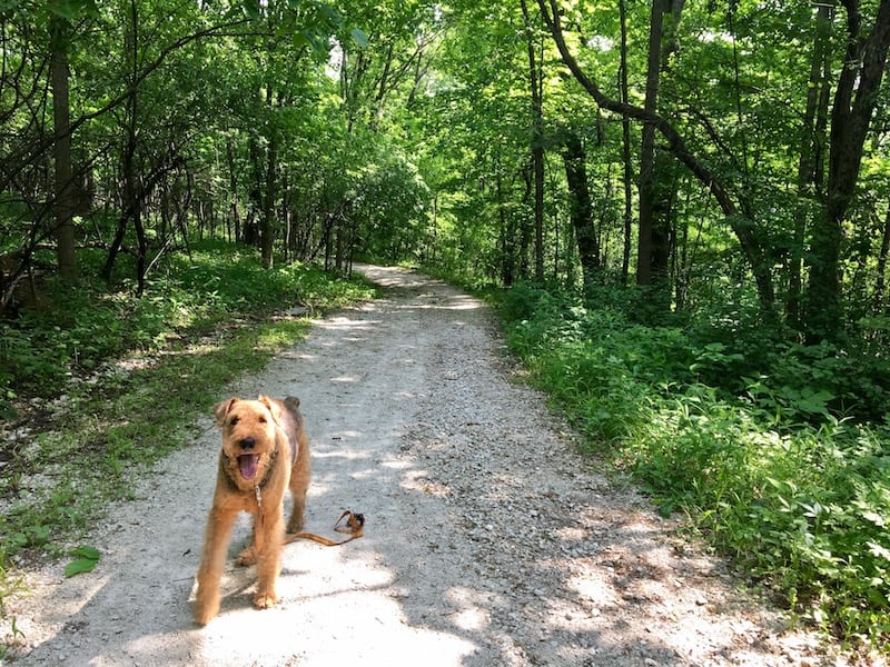 Deer Grove Hiking Trail