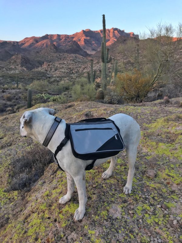 Cool Whip trying out a new dog hiking pack 