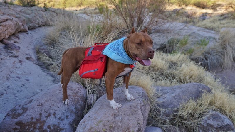 What Is The Best Dog Backpack? - GoPetFriendly Tests 7 Options