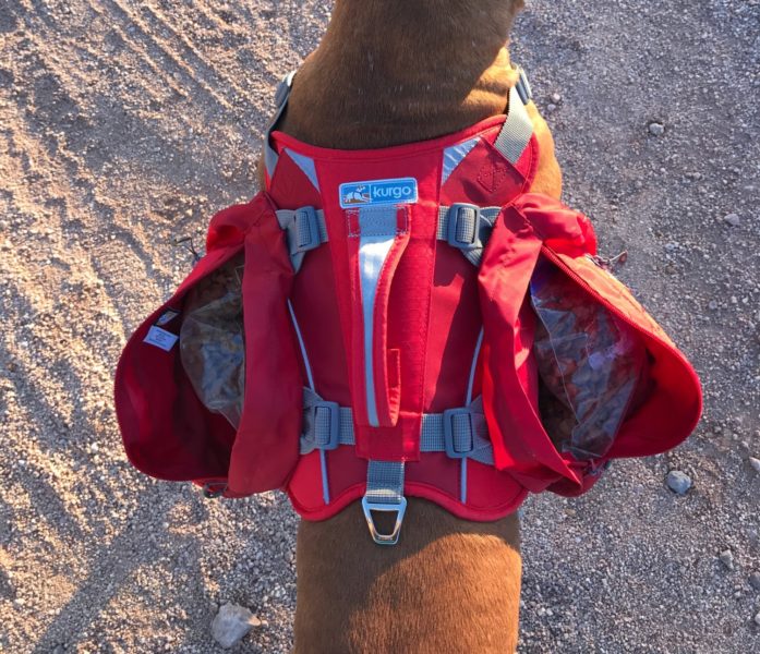 dog wearing a red dog hiking pack