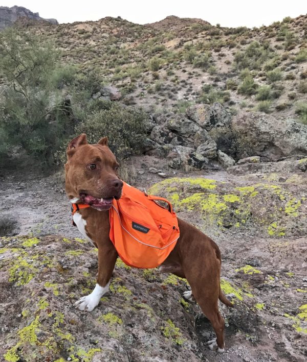 pup wearing a dog hiking pack