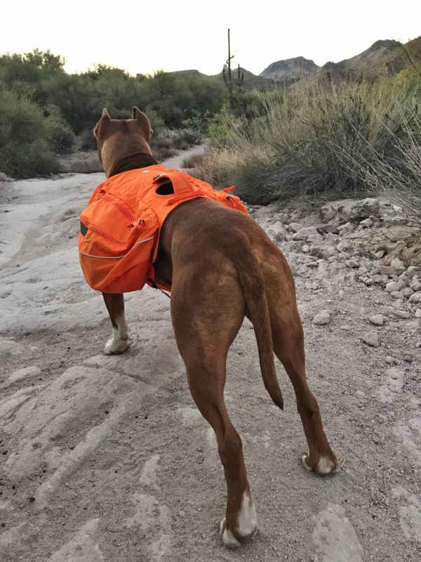 dog wearing a dog backpack