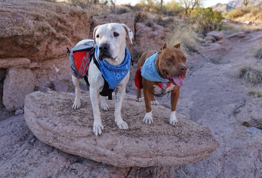 pups Cool Whip and Hercules testing some of the best dog backpacks