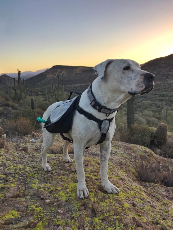 Cool Whip testing the Alcott dog backpack